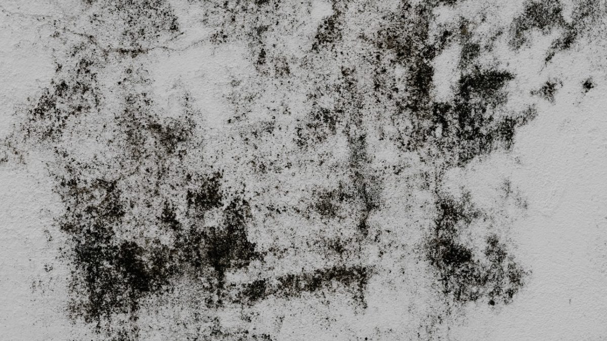 mould on the wall